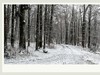 踏雪黑森林
