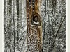 踏雪黑森林
