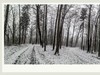 踏雪黑森林