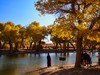 大 漠 湖 楊 林 (3)
