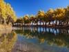 大 漠 湖 楊 林 (3)