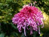 一组秋菊