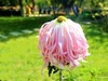一组秋菊