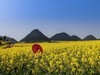 罗平油菜花 （续）。