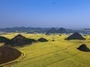 罗平油菜花 （续）。
