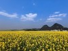 罗平油菜花 （续）。