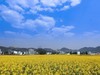 罗平油菜花 （续）。
