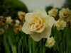 花儿 ~