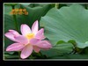 一组荷花