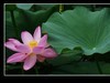 一组荷花