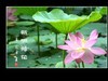 一组荷花
