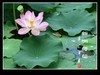 一组荷花