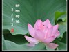 一组荷花
