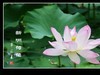 一组荷花