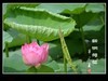 一组荷花