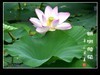 一组荷花
