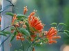炮仗花