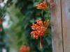 炮仗花