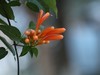 炮仗花