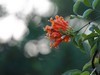 炮仗花