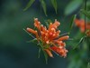 炮仗花