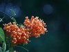 炮仗花