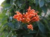 炮仗花