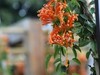 炮仗花