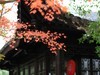 银杏-枫叶…