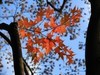 银杏-枫叶…