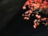 银杏-枫叶…