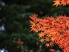 银杏-枫叶…