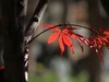 银杏-枫叶…