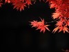 银杏-枫叶…