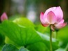 管社山庄拍蜻蜓点荷
