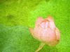 管社山庄拍蜻蜓点荷