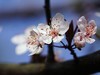 红叶李
