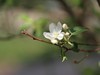 随拍 花
