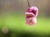 随拍 花