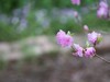 随拍 花