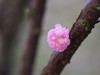 随拍 花