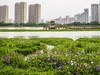 杨春湖景区春色