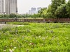 杨春湖景区春色