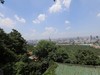 济南市区景色