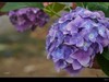 绣球花