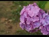 绣球花