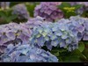 绣球花