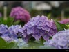绣球花