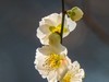 梅花（2）