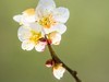 梅花（2）